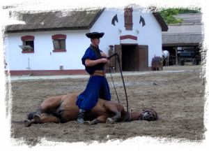 Liggend paard tijdens een show in Lajoszmise