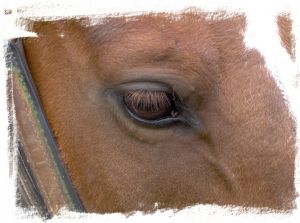 Paard