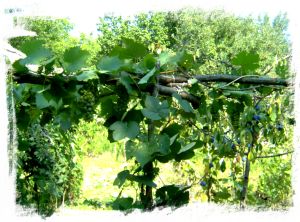 Witte druiven