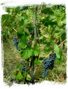 Tros blauwe druiven