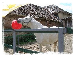 Paard met bal