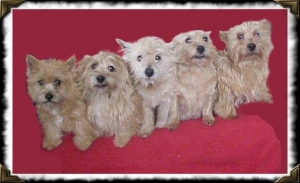 Vijf generaties terriers