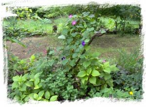 De tuin in volle bloei.